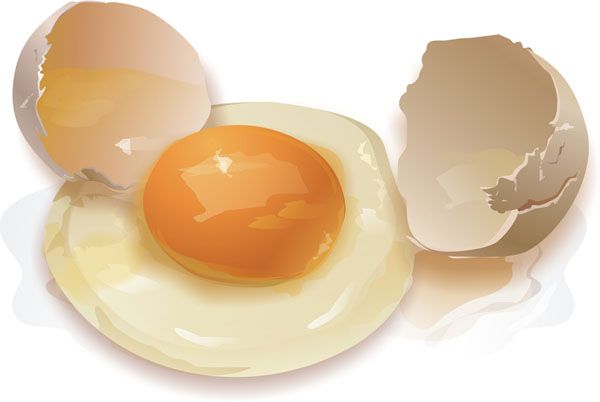 the action of the egg diet