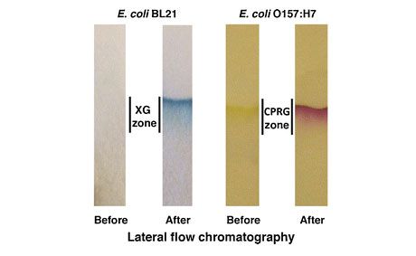 An express test has been created to quickly determine water pollution in bathing areas