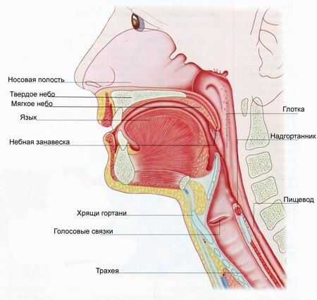 Pain in the larynx