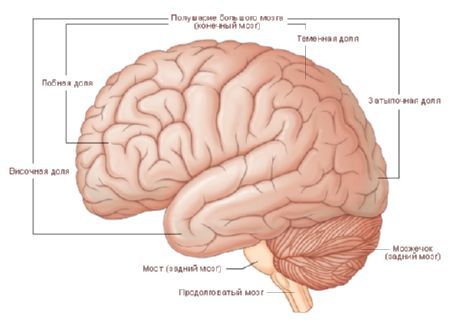 Brain.  The hemisphere of the brain