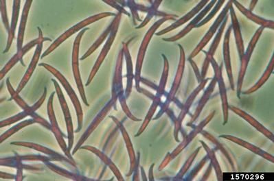 Fusariums - pathogens of fusariosis