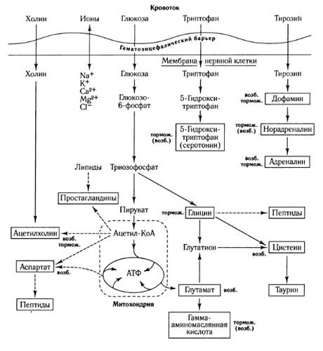 The ways of mediator exchange and the role of the blood-brain barrier in the metabolism (on: Shepherd, 1987)