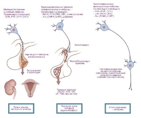 Hypothalamus.  Three types of neurosecretory cells of the hypothalamus.
