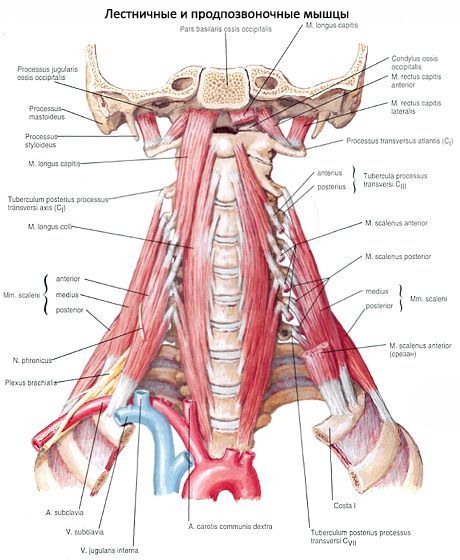 Deep neck muscles