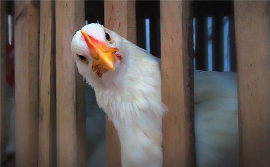 German doctors sound the alarm: antibiotic-resistant microbes found in chicken meat