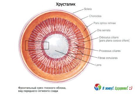 The lens.  The structure of the lens
