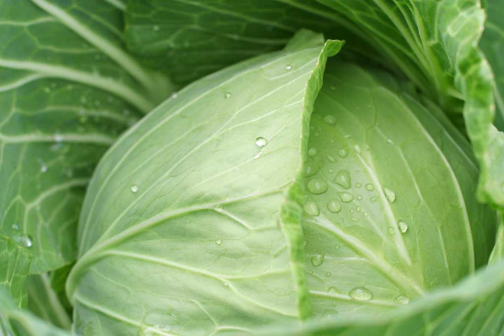 Cabbage. 22 kcal / 100 g.