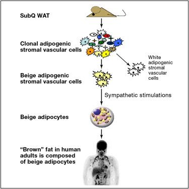Beige fat cells could help fight obesity
