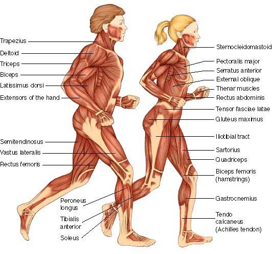 Anti-aging muscle drug