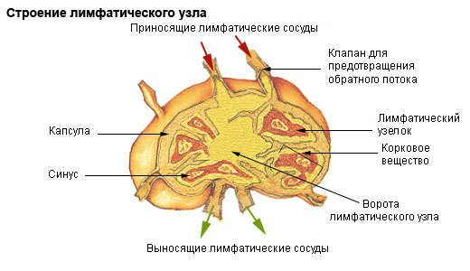 The lymph nodes