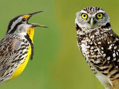 Early birds are happier than owls