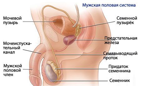 Anatomy and physiology of the male reproductive system