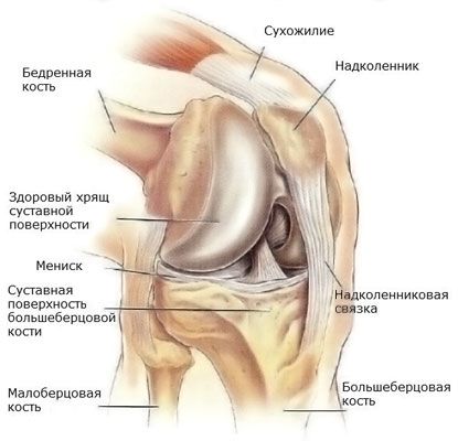 Meniscus of the knee joint