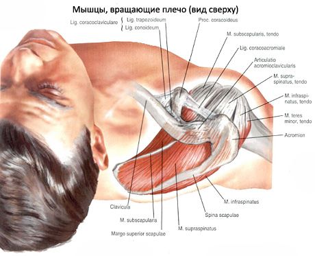 Supraspinatus and infraspinatus muscles