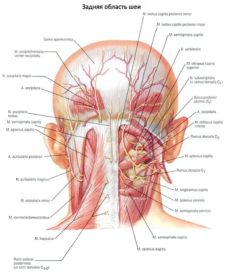Suboccipital muscles of the neck