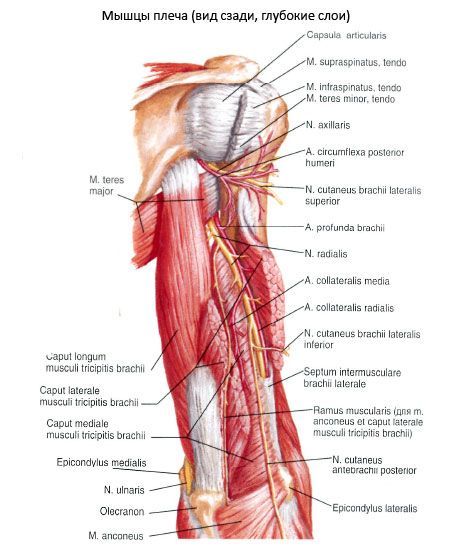 Shoulder muscles