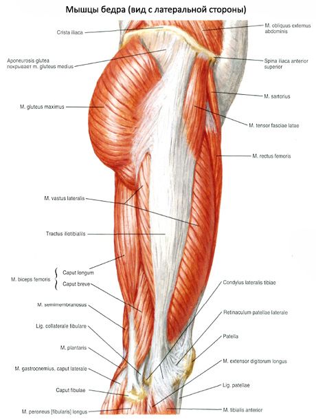 Muscles of the pelvis (muscles of the pelvic girdle)