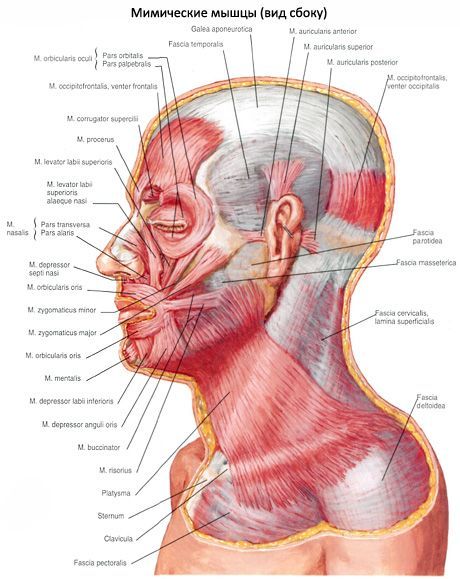 Muscles of the auricle