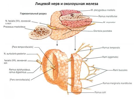 Parotid salivary gland