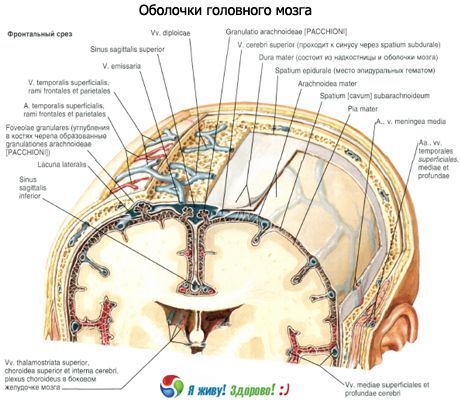 Shells of the brain