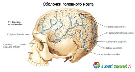 Shells of the brain
