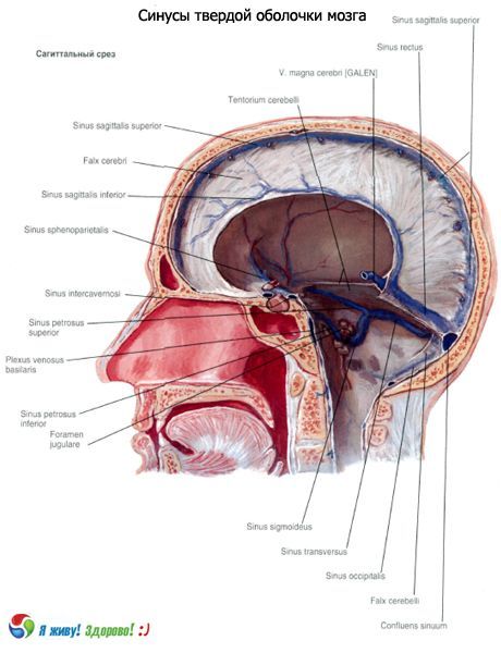 Sinuses (sinuses) of the solid membrane of the brain