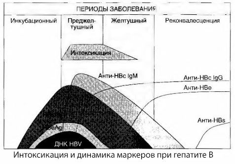 The pathogenesis of hepatitis B