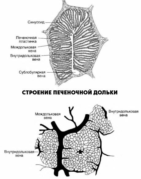 Structure of the liver lobule