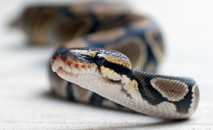 How to protect yourself from a snake bite