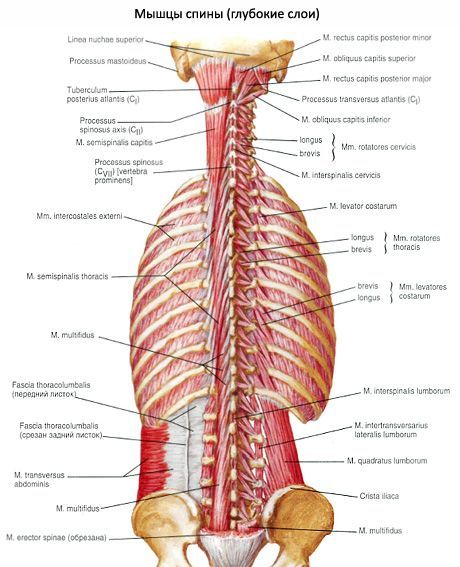 Suboccipital muscles of the neck