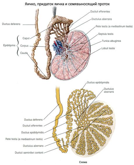 Vesicular duct (ductus deferens)