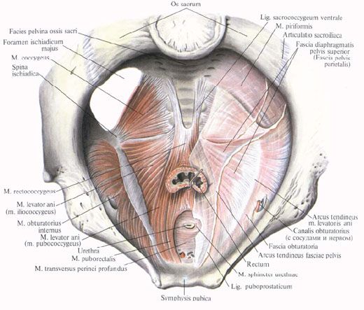 Pelvic diaphragm