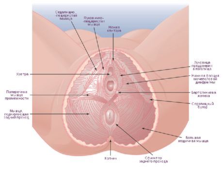 The crotch of a woman