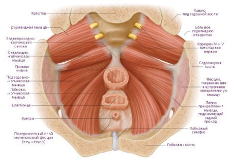 Female pelvic floor muscles