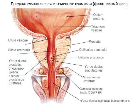 prostata apex)