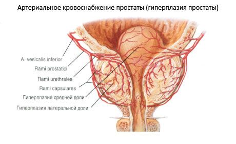 Vessels and nerves of the prostate