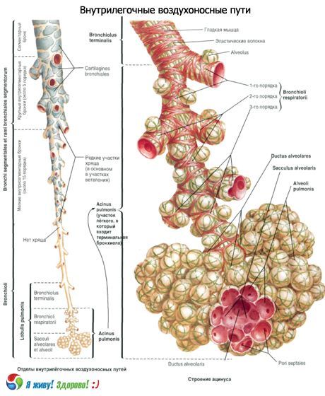 Bronchi.  Respiratory system of bronchi