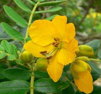 Indian senna against constipation