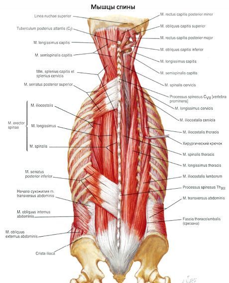 Neck strap muscle