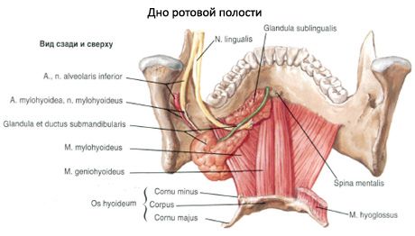 The submandibular salivary gland 