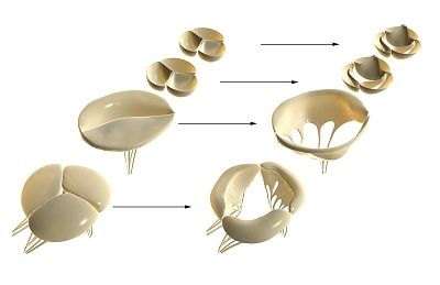 How are heart valves arranged?