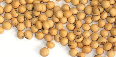Soybeans soaked in water have high mashing activity