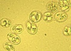 Coccidia: life cycle, structure, stages, treatment