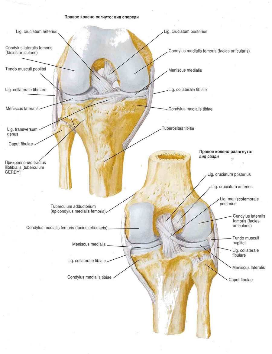 Knee joint ligaments