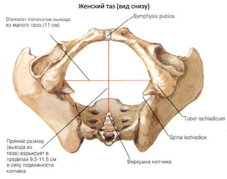 The pelvis as a whole