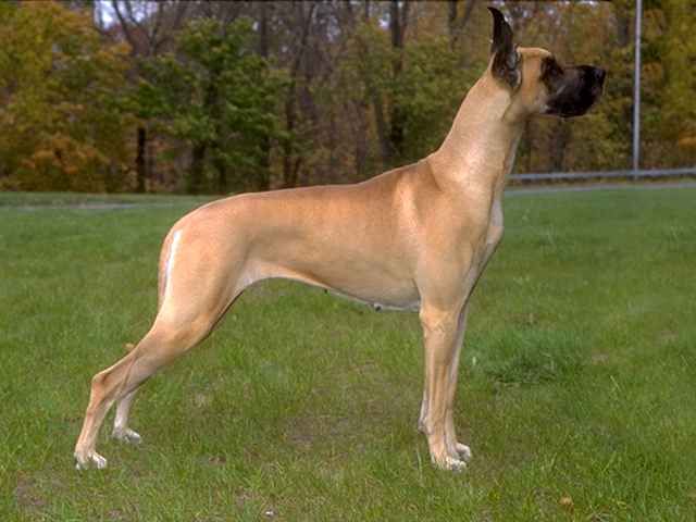 German dog