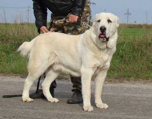 Central asian shepherd dog