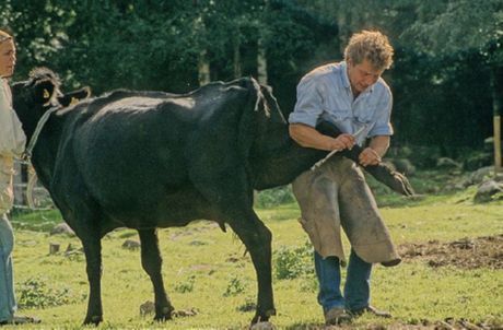 Master of pedicure for cows
