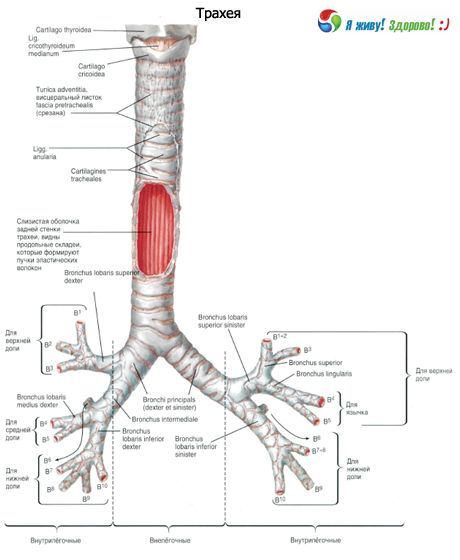 Trachea.  Structure of the trachea
