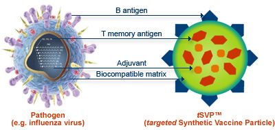 A complex synthetic vaccine based on DNA molecules has been created